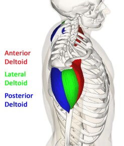 deltoid_annotated